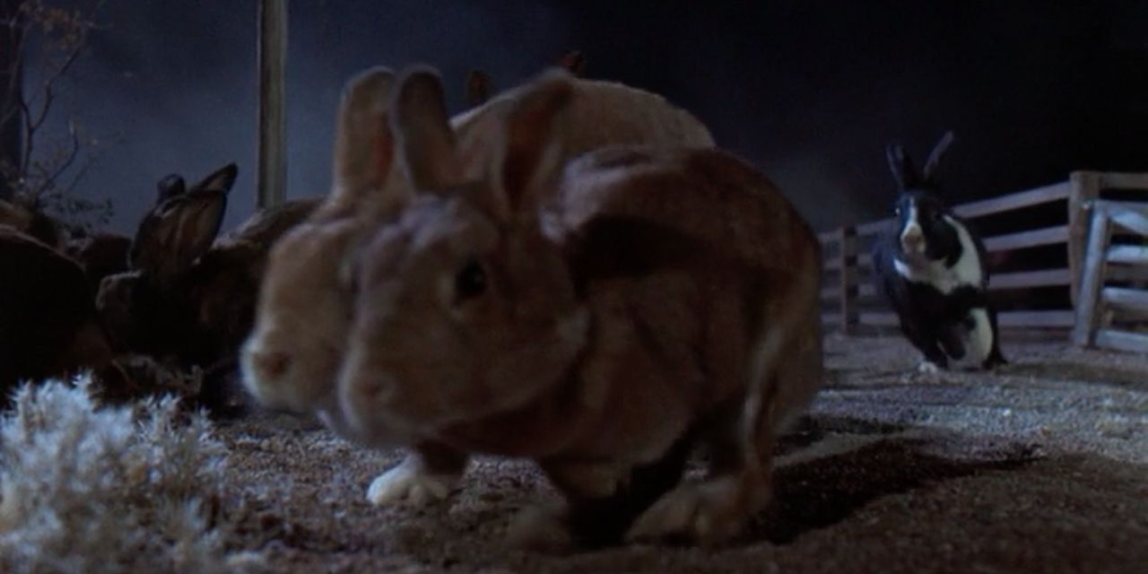 night-of-the-lepus-still