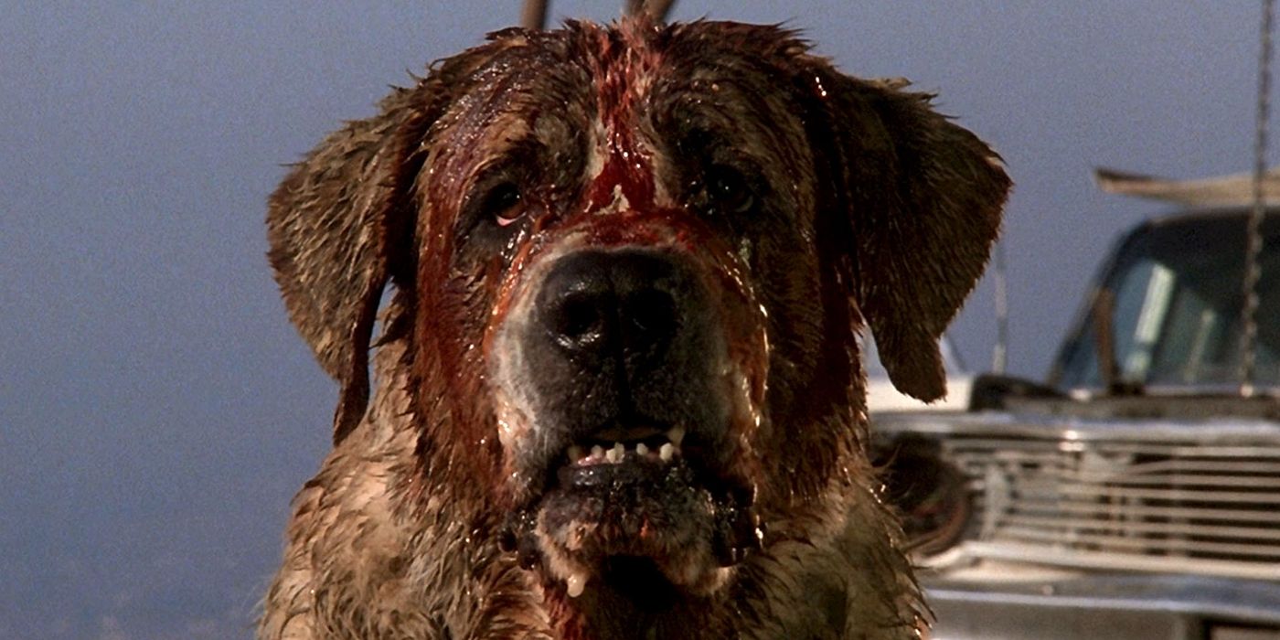 the titular dog from Cujo