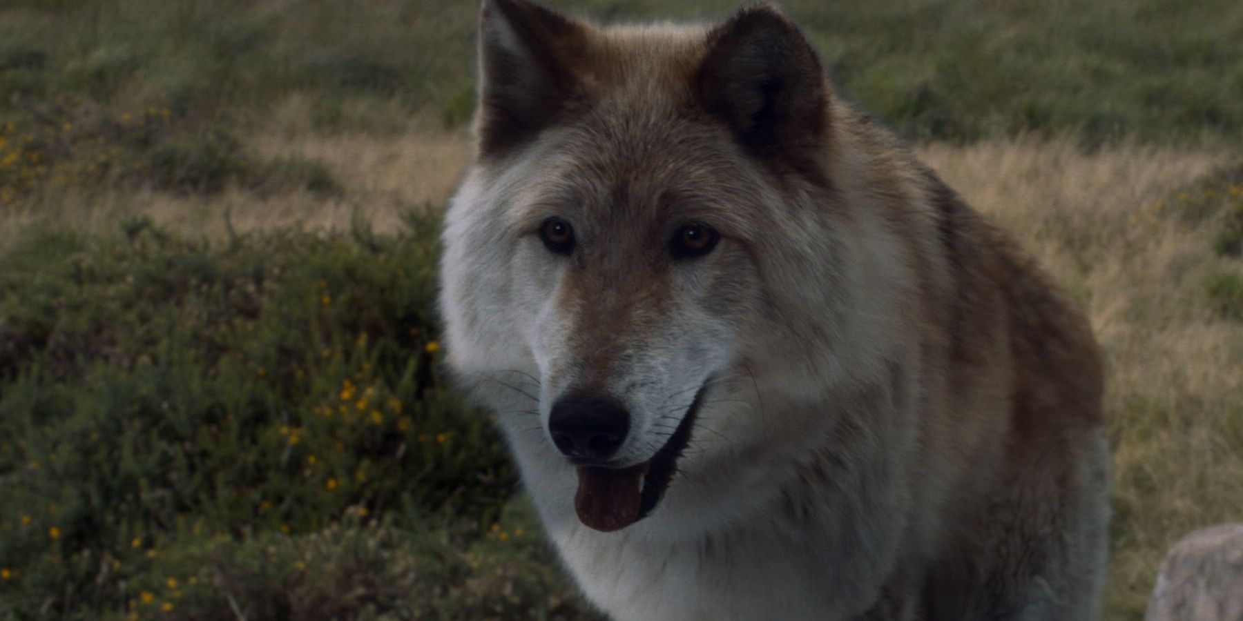 Game of Thrones Summer direwolf