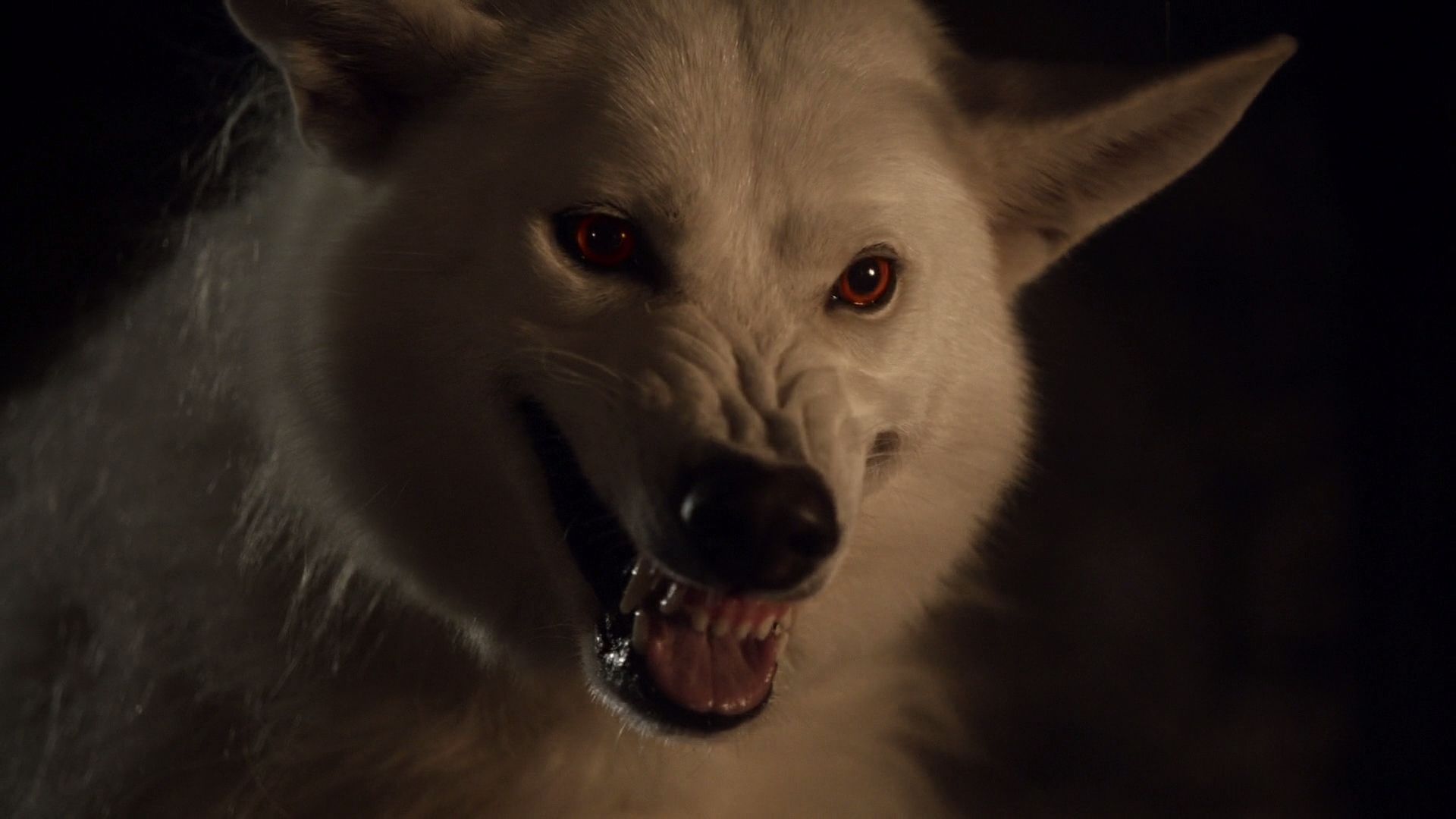 Ghost Direwolf Game of Thrones