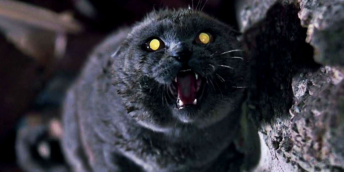 The reanimated Cat from Pet Sematary hissing at something off screen