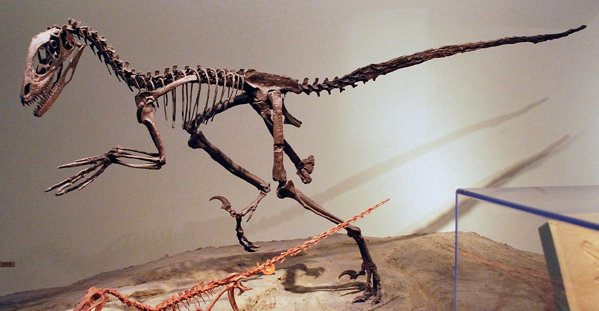Deinonychus Fossil