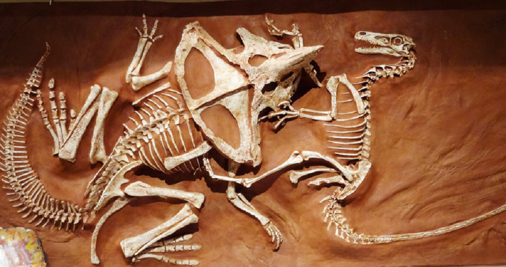 Vilociraptor vs Protoceratops Fossil