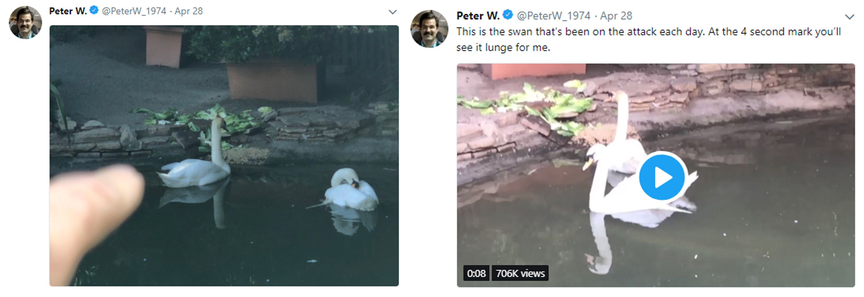 Peter W Hates Swans