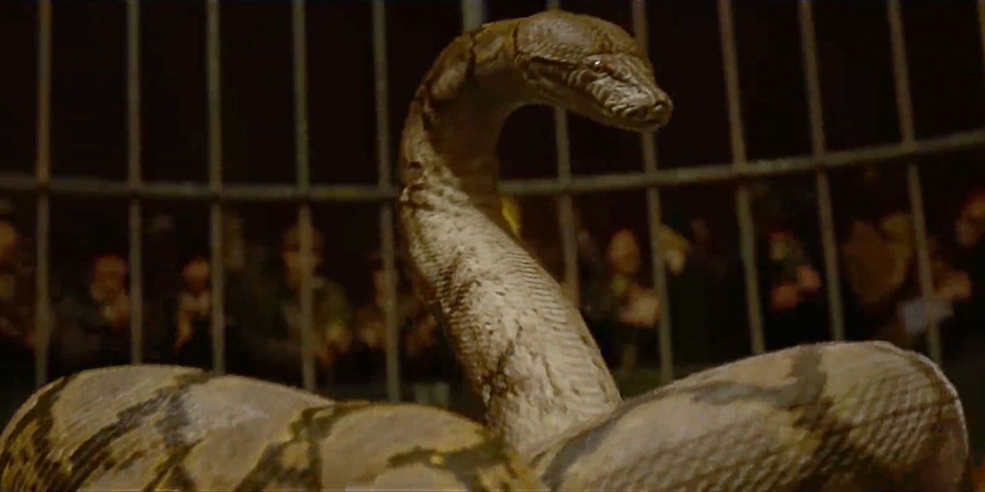 Voldemort's snake, Nagini, in a cage in Fantastic Beasts
