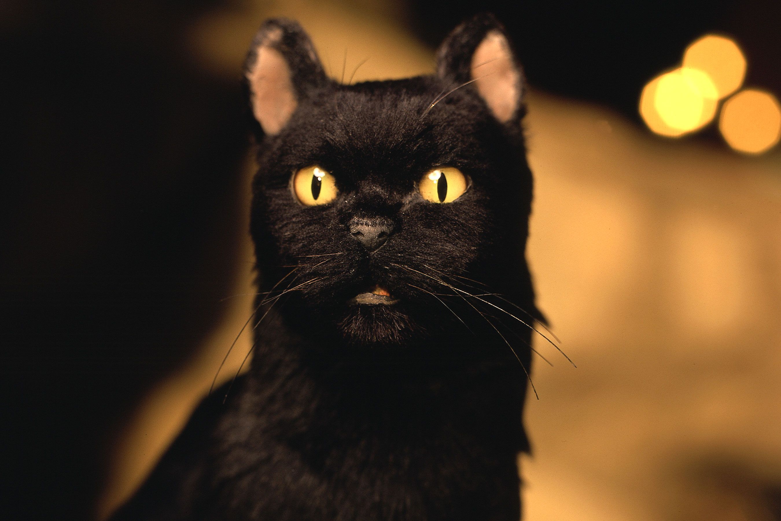 Sabrina: 10 Facts About Salem, Her Cat