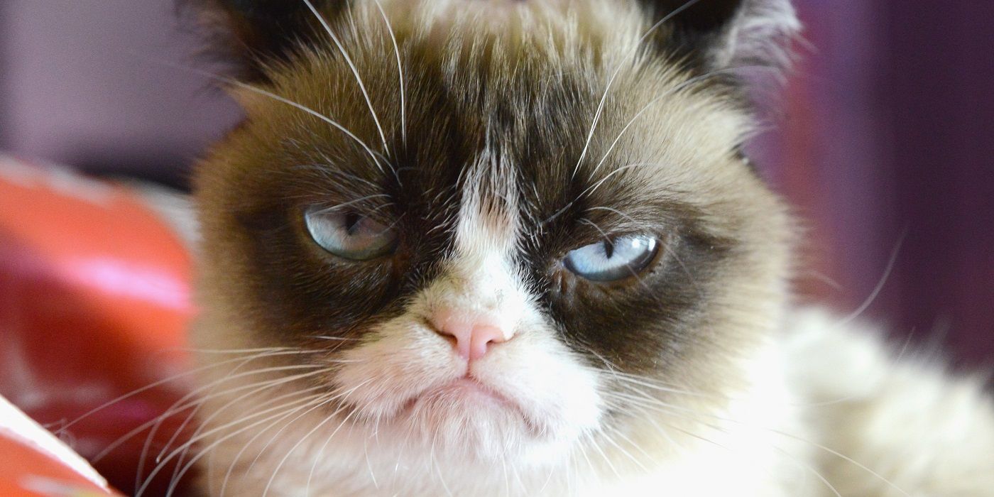 Grumpy Cat Face 25mm 1 Pin Button Badge Internet Meme Funny Pet Humour  Close Up