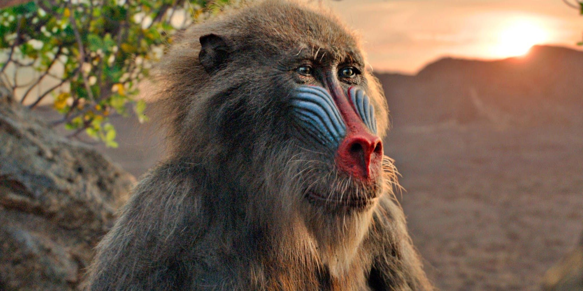 live action rafiki from the lion king