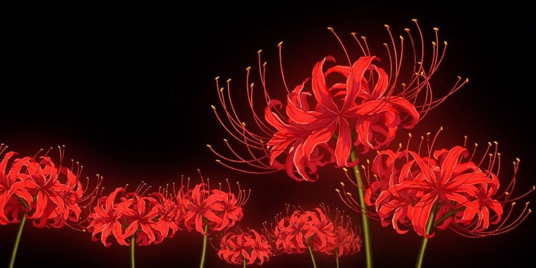 Red Spider Lily higanbana
