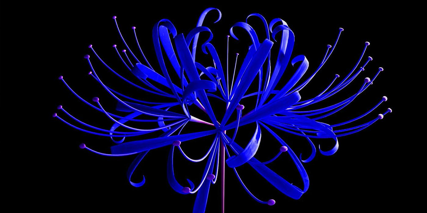 Blue Spider Lily - Copy