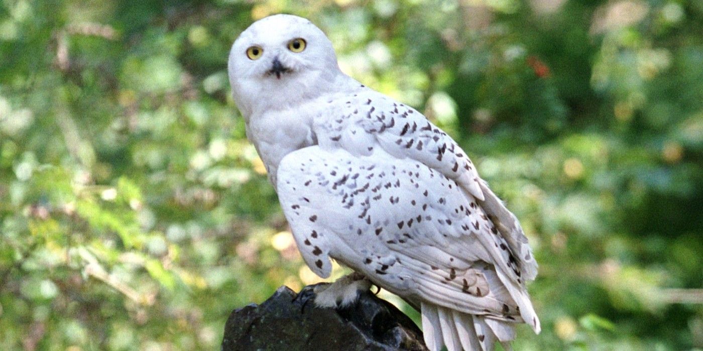 Harry Potter's pet owl Hedwig