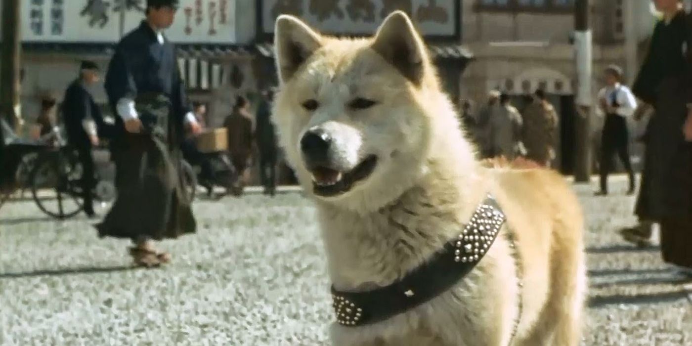 Assisst Wanko Hachi