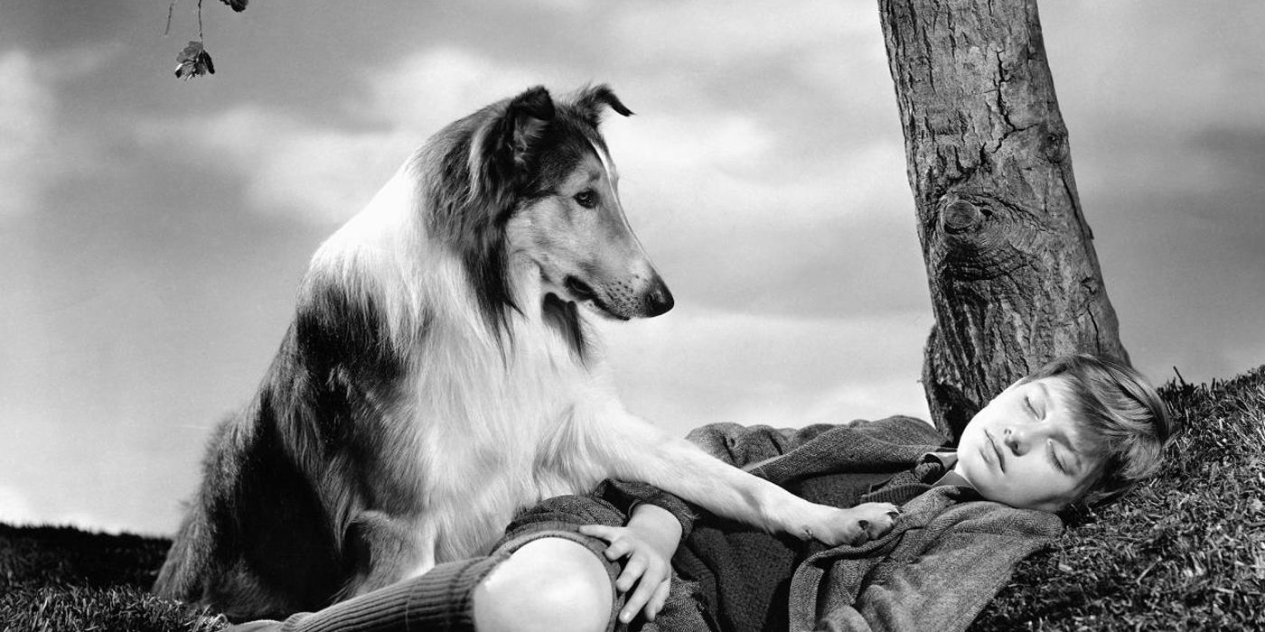 Lassie the wonderdog from film and TV