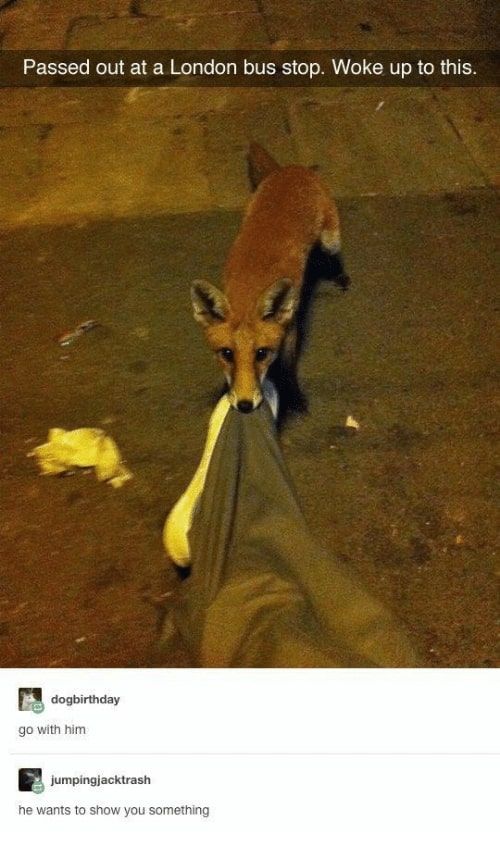 Ghost-of-tsushima-fox-in-real-life.jpg?q