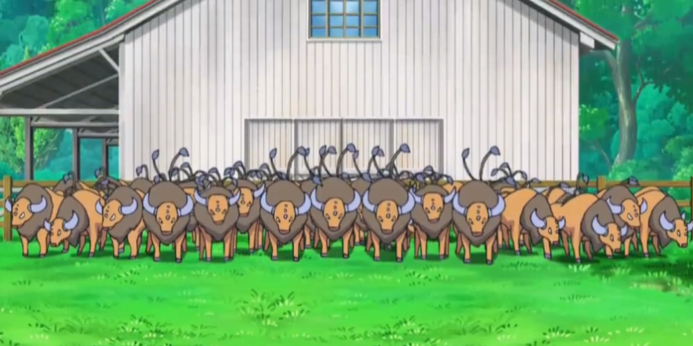 Ash's Tauros Herd 