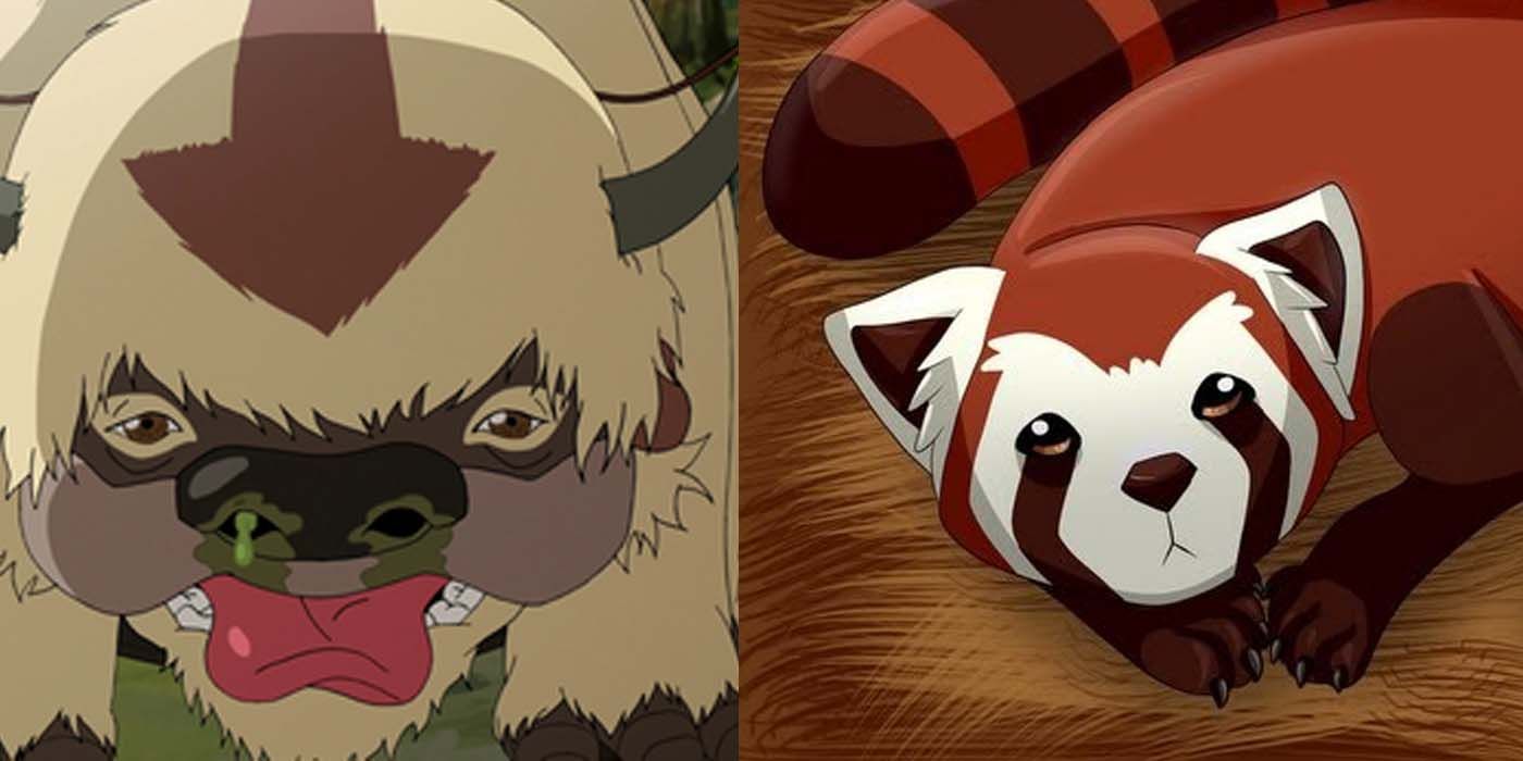 split image of appa and a fire ferret
