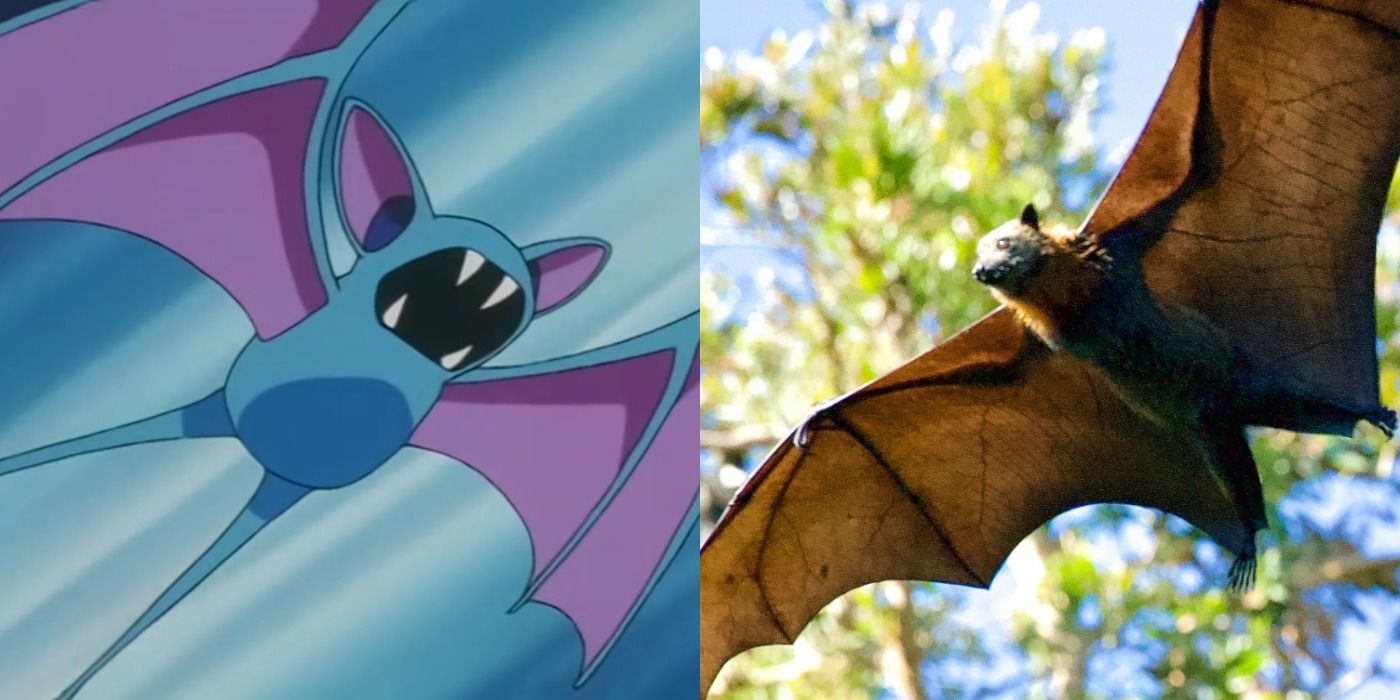 Zubat The Pokémon And Bat