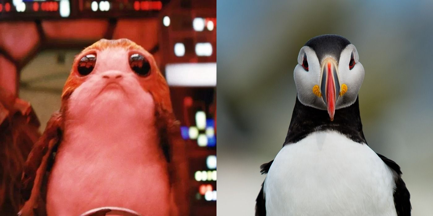 Porg Looks A Lot Like A Puffin