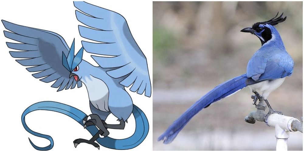 Split Image Of Articuno Pokemon and A  Magpie Jay