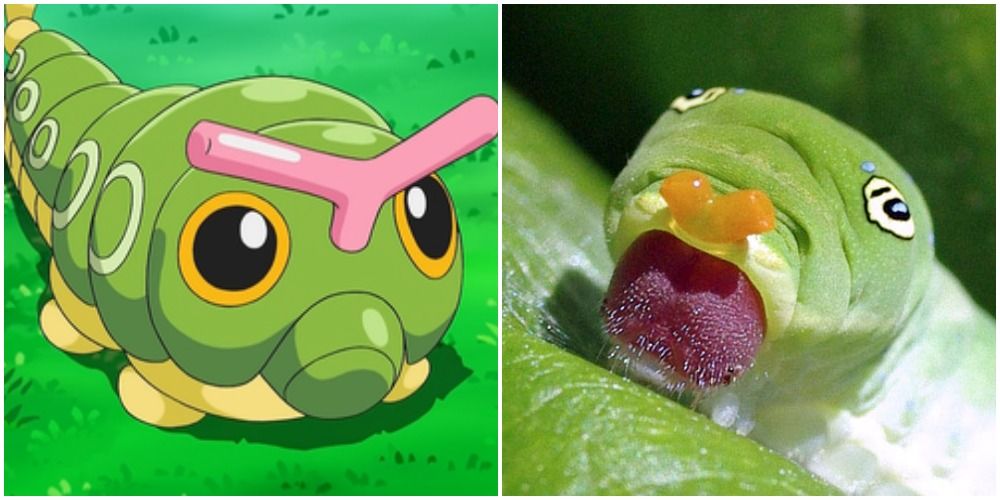 Split Image Of Caterpie Pokemone and Eastern Tiger Swallowtail Caterpillar