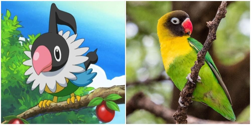 Split Image Of Chatot Pokemon and Yellow Collared Lovebird
