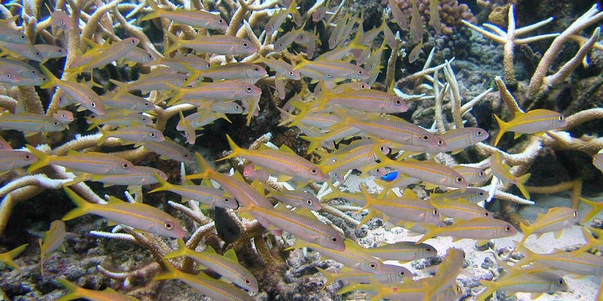 A Shoal of yellow goatfish swimming in a reef
