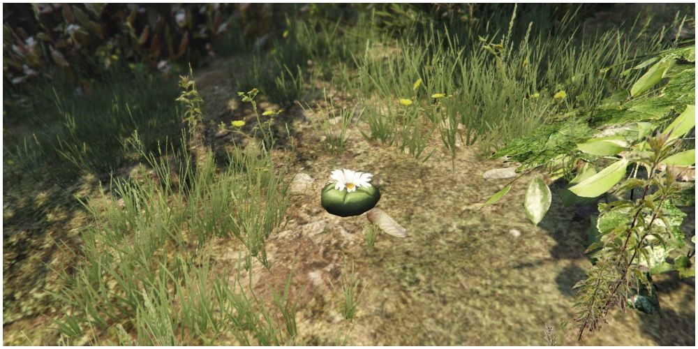 A peyote plant discovered by the player