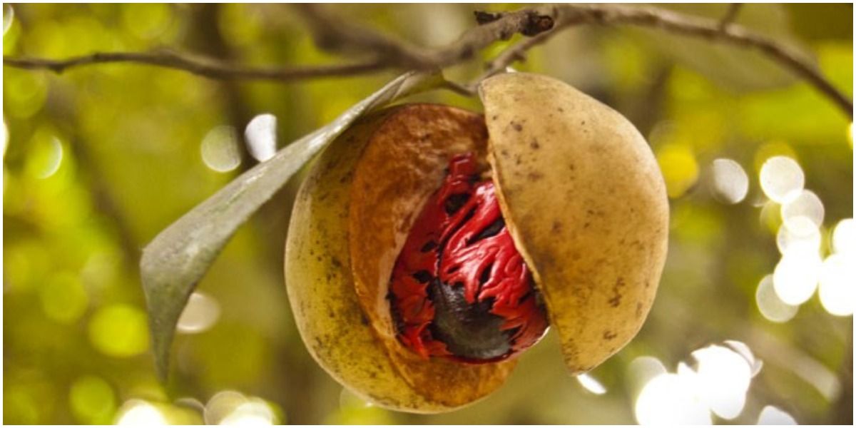 Elder Scrolls 10 Surprising Things Hidden In Canon Lore