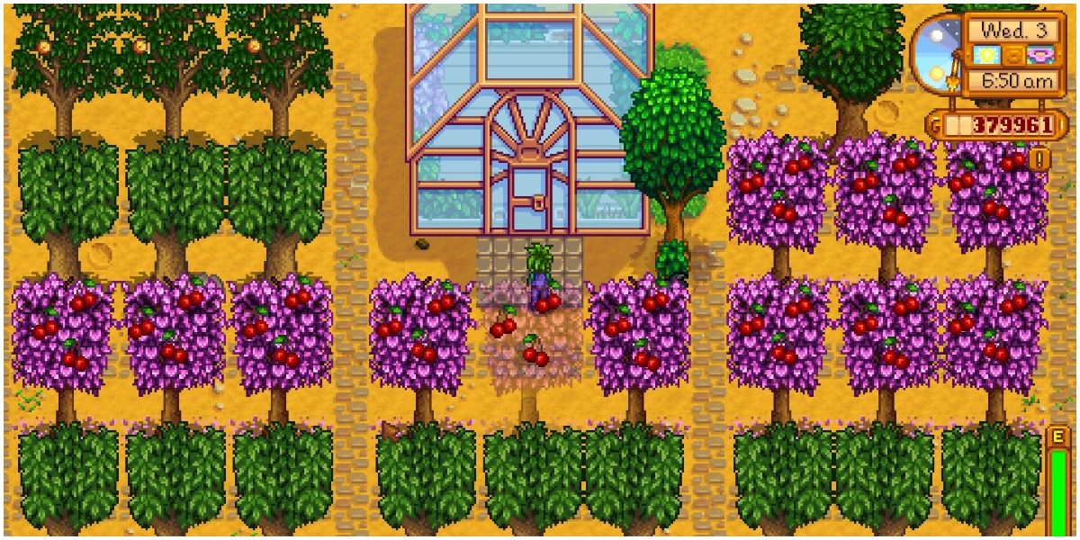 Several Cherry trees and other types of trees in front of the greenhouse on Stardew Valley