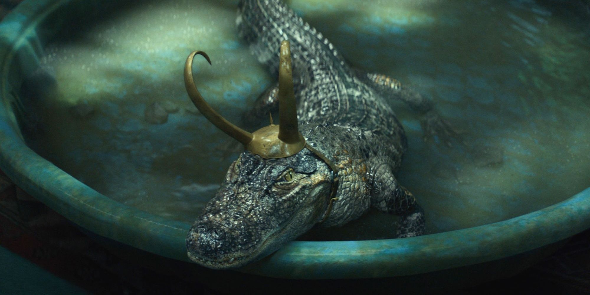 Gator Loki lounging in his pool 