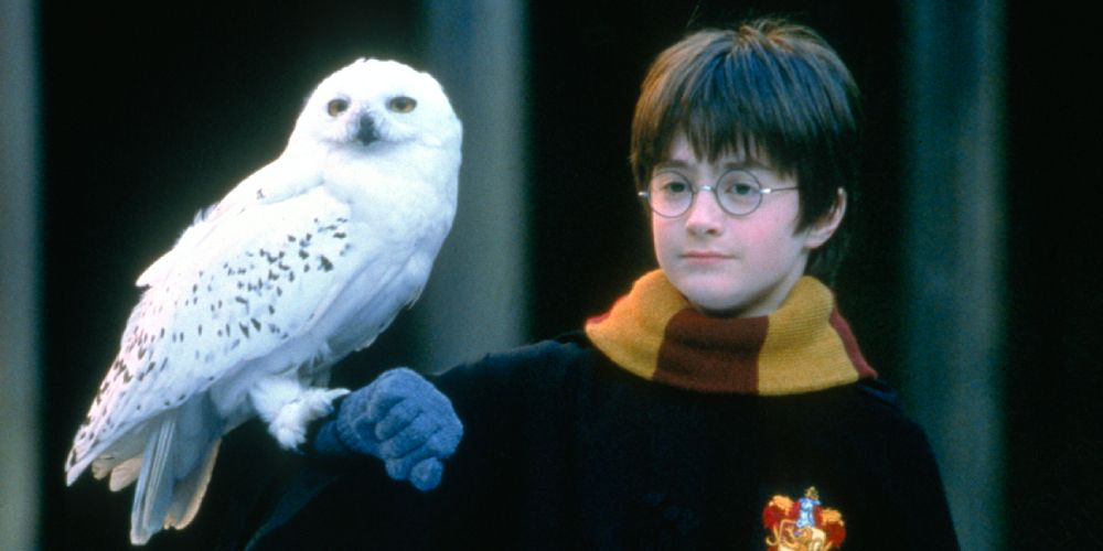 Harry holds Hedwig on his outstretched arm