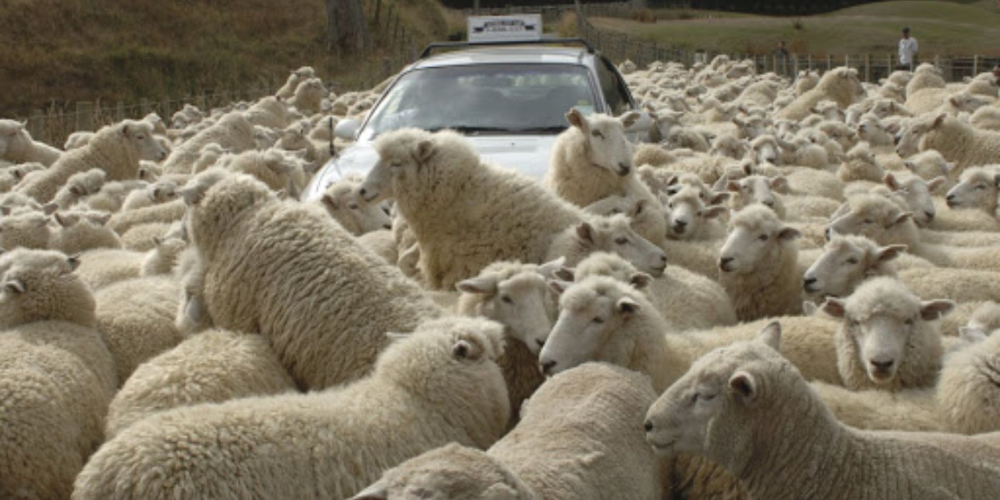 Sheep surround car in Black Sheep