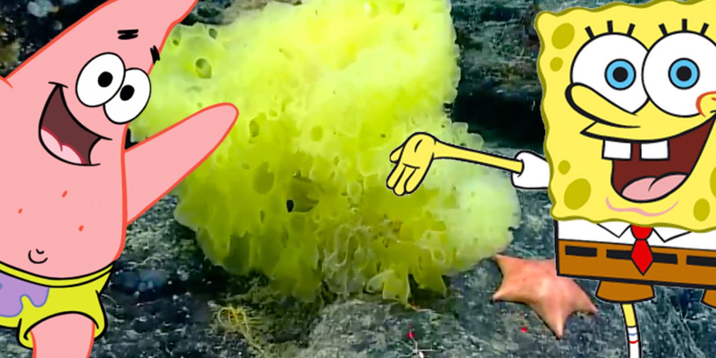spongebob real life movie
