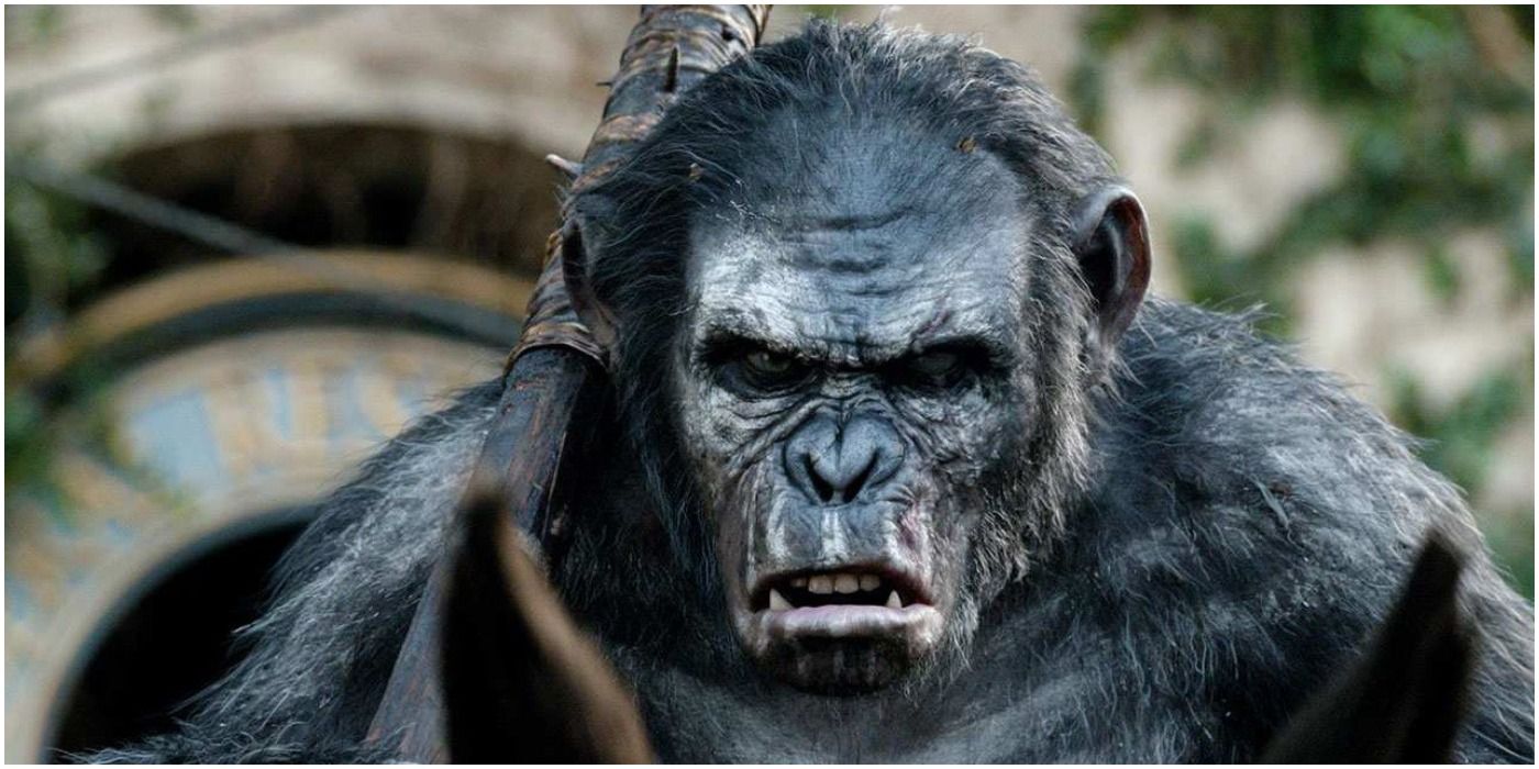 Koba Looks Angry In Dawn Of The Planet Of The Apes