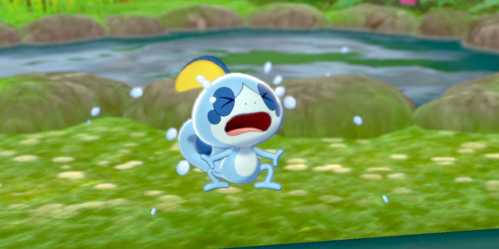 Sobble from Pokémon Sword and Shield crying.