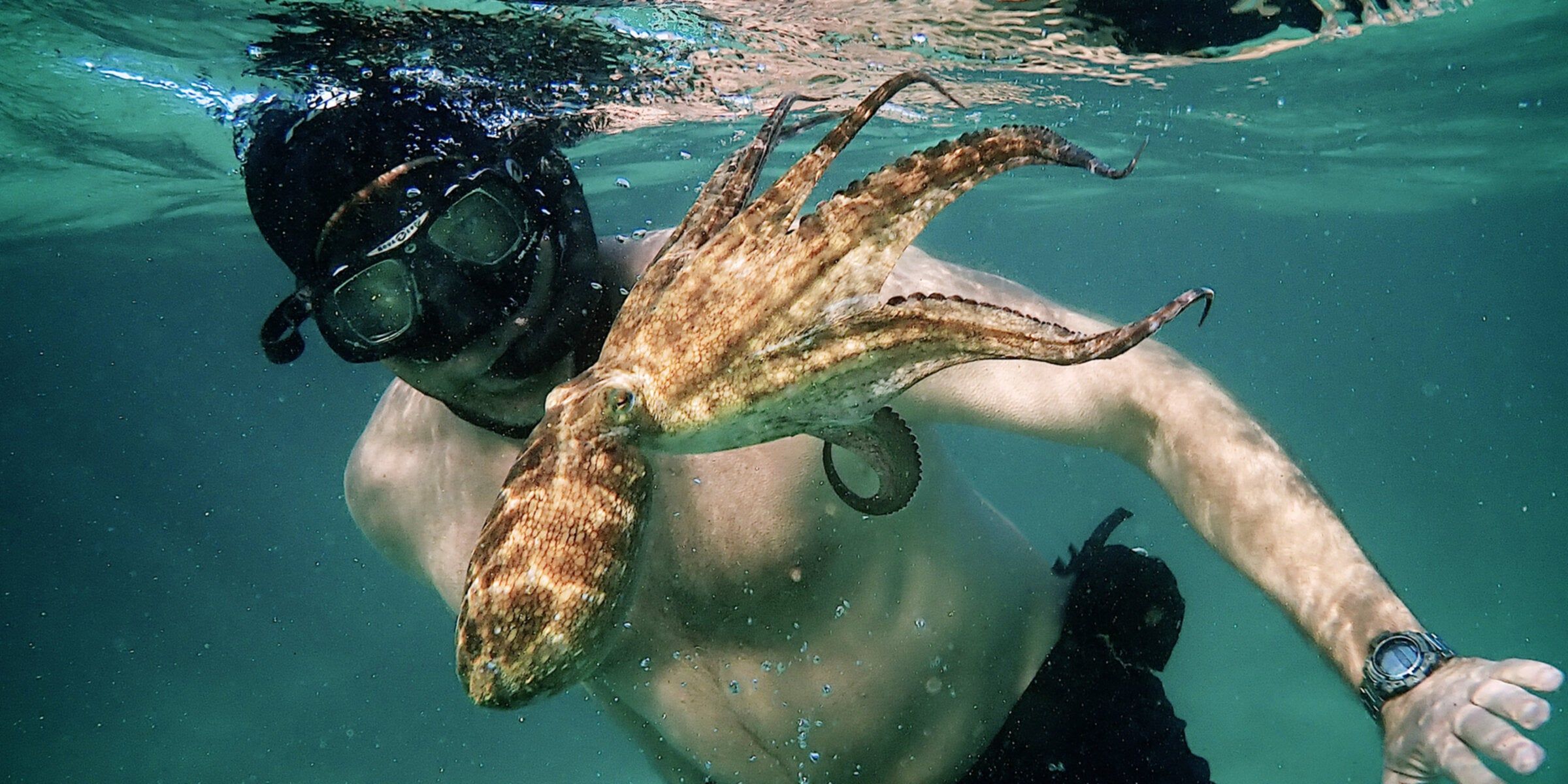 Craig Foster snorkeling with the young octopus