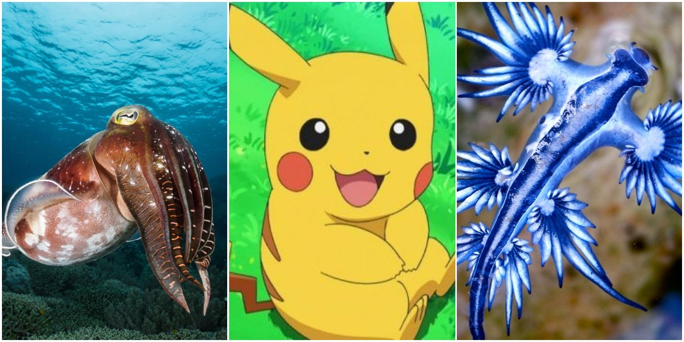 Top 10 Animals That Haven't Been Pokémon (Yet)