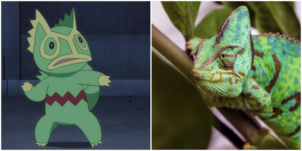 the pokemon kecleon and a chameleon