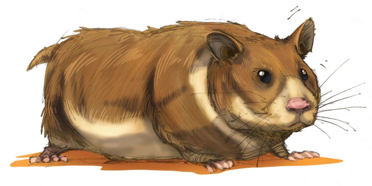 dungeons dragons boo hamster
