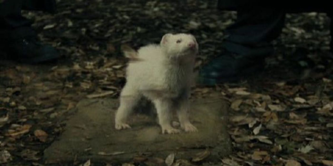 Draco Malfoy as a ferret, Harry Potter franchise