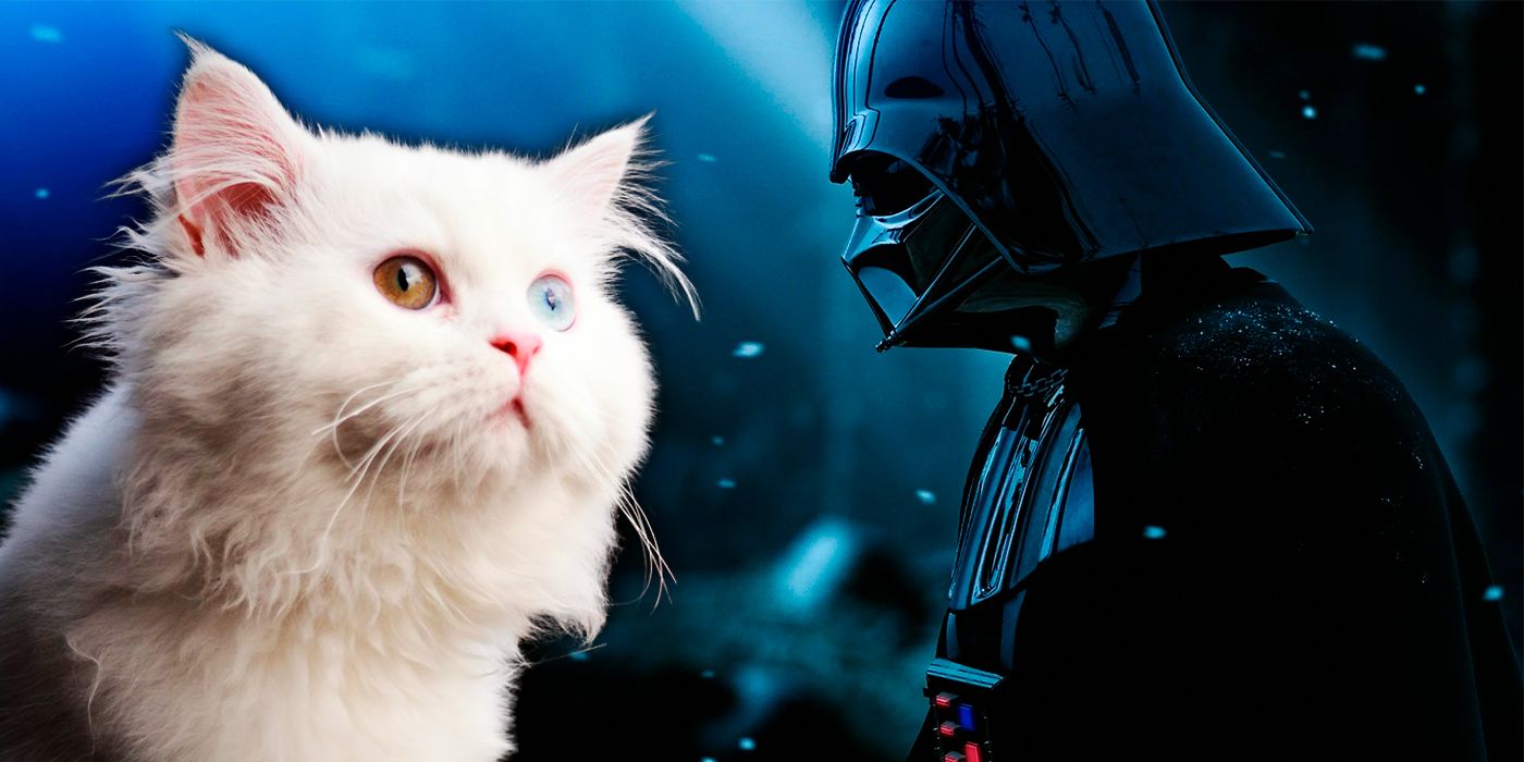 Do Cats Exist in the Star Wars Galaxy?
