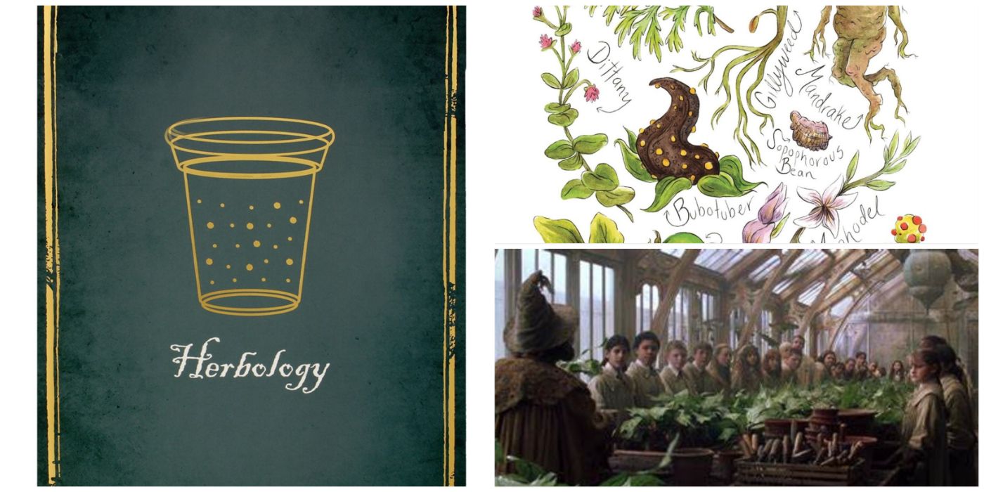 Mandragore/Harry Potter/ Herbology/Botany