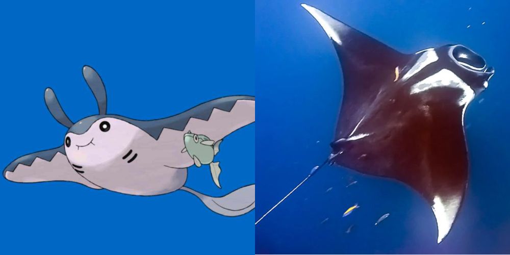 Mantine and a manta ray swimming in the ocean