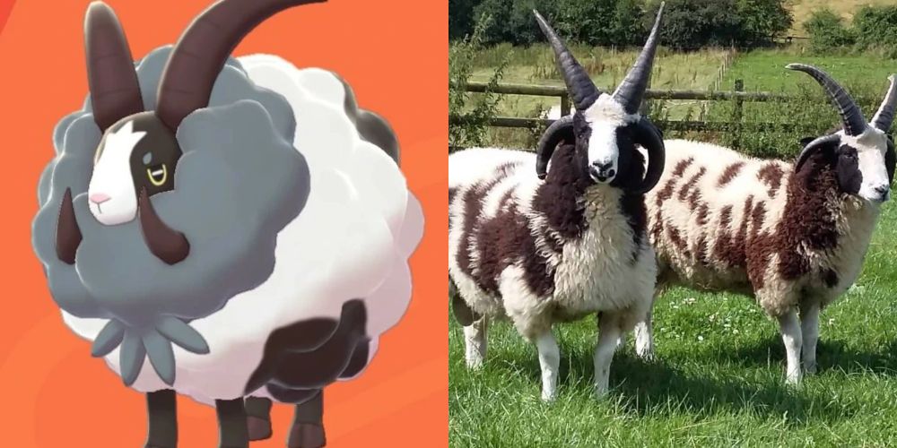 A split image of the Pokémon Dubwool and two Jacobs sheep
