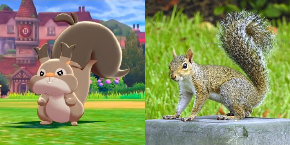 A split image of the Pokémon skwovet and a gray squirrel