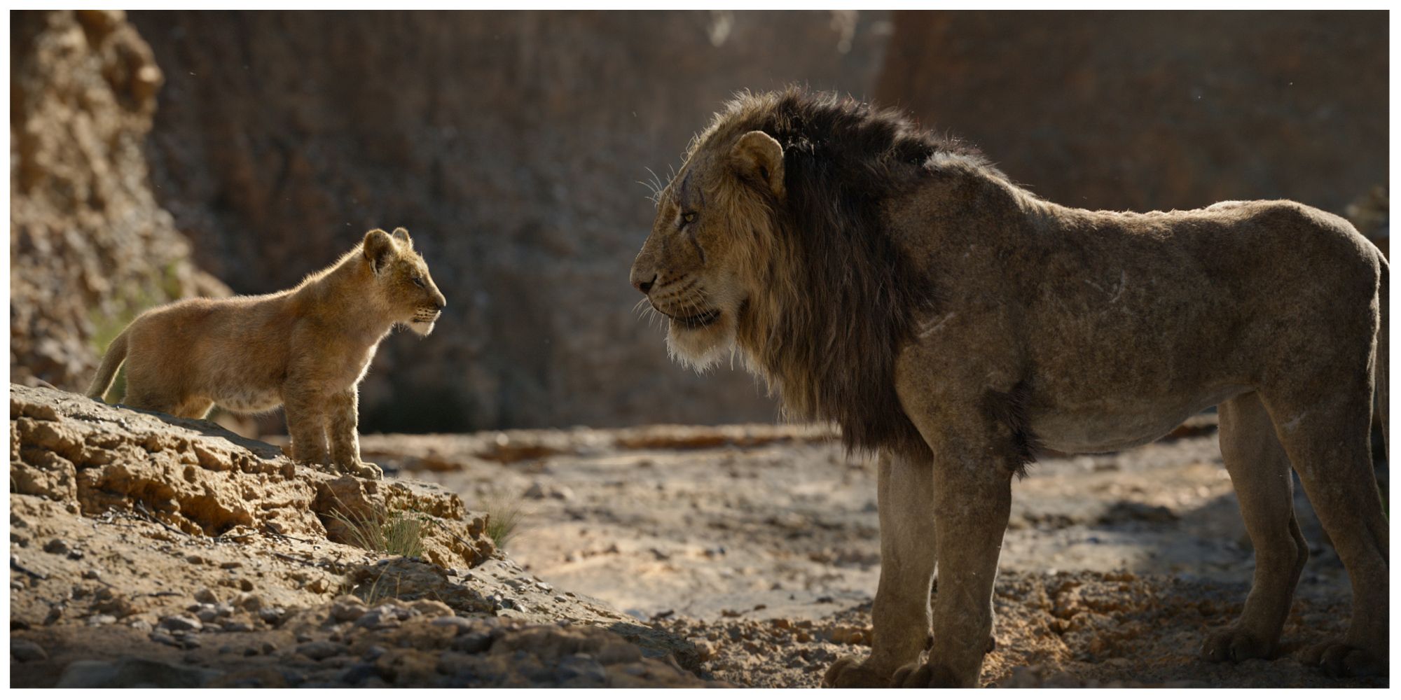 Simba and Mufasa in the Lion King (2019)