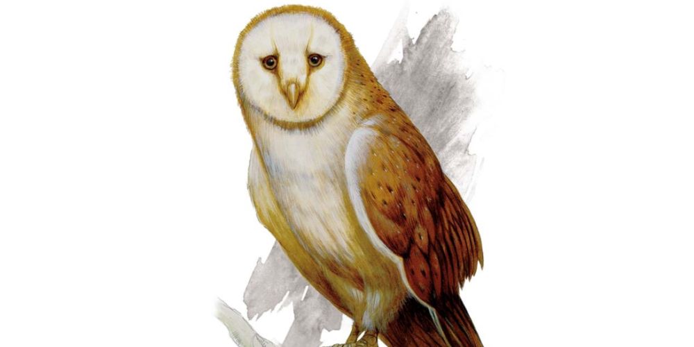 The Owl beast from Dungeons & Dragons