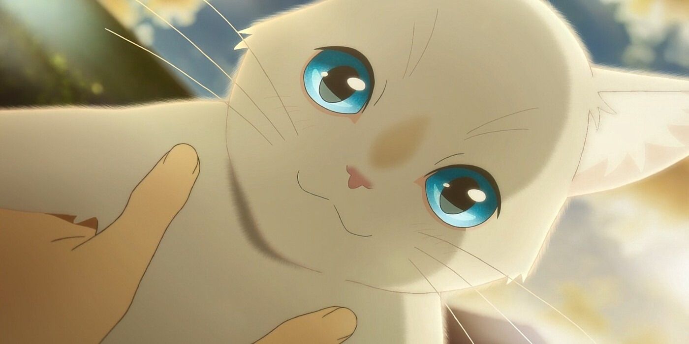 Our Top 10 Anime Cats - CatCon Worldwide