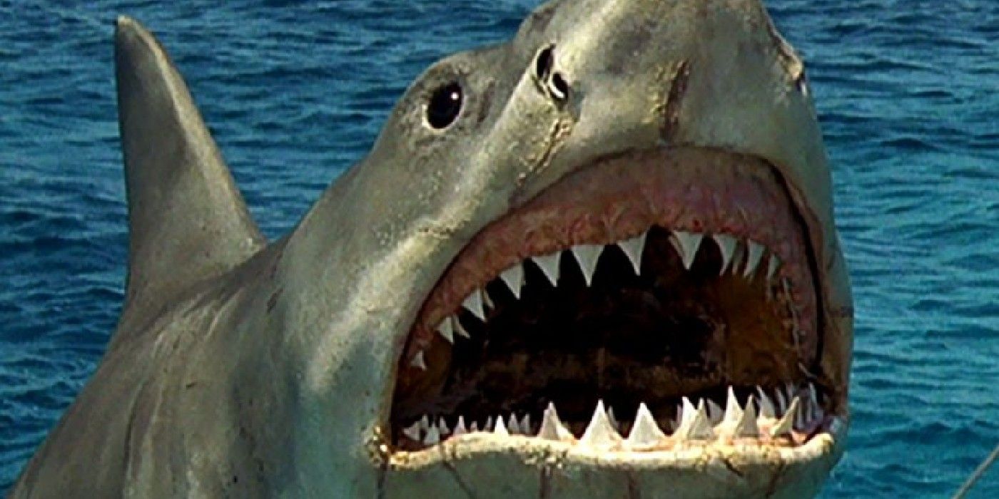 The Shark Attacks In Jaws The Revenge