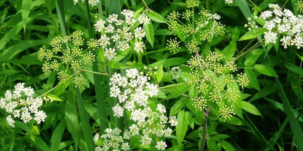 Top 10 Most Deadly Plants In Hogwarts' Herbology